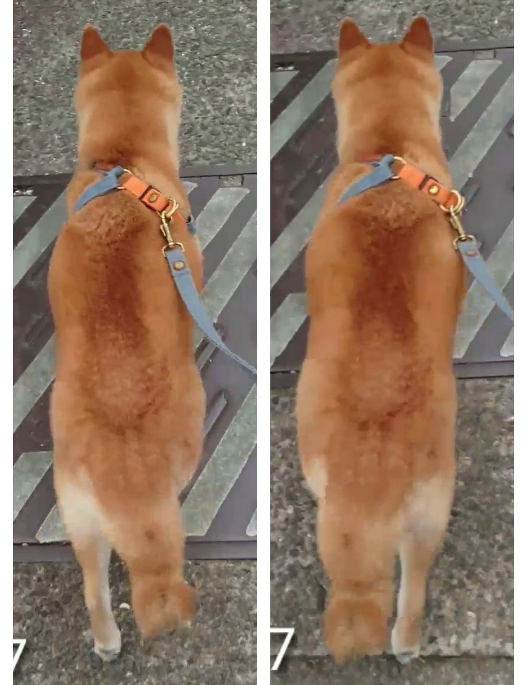 犬を横になるように訓練する方法