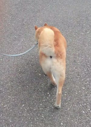 腰を大きく振って歩く犬について 犬の出張整体 歩くいぬ