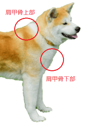 犬の肩甲骨の高さが左右で違う 神戸の犬整体とケア 歩くいぬ