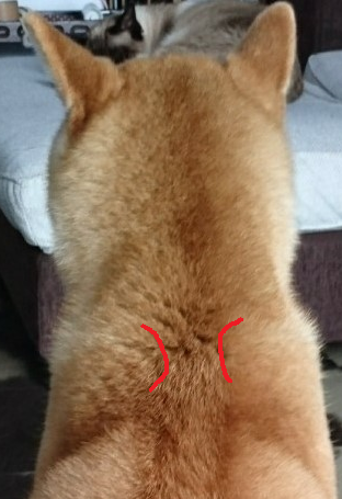 犬の肩甲骨の高さが左右で違う 神戸の犬整体とケア 歩くいぬ