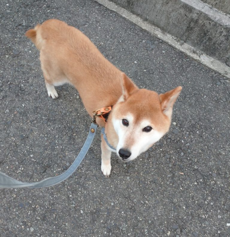 愛犬の将来が気になるなら坂道を行けー 犬の出張整体 歩くいぬ