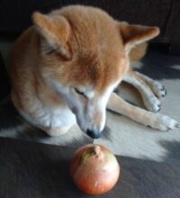 Apnaペット食育准指導士に合格しました 神戸の犬整体とケア 歩くいぬ