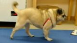 犬の背中が丸い お尻が落ちてる子について 犬の出張整体 歩くいぬ