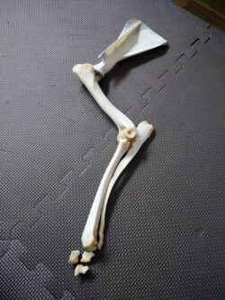 鹿の後ろ足の骨格標本を作りたい！① | 犬の整体とケアの店歩くいぬ
